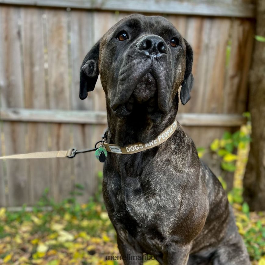 pasja ovratnica (jaf26691-176) 840442271 sepia odtenek Merrell